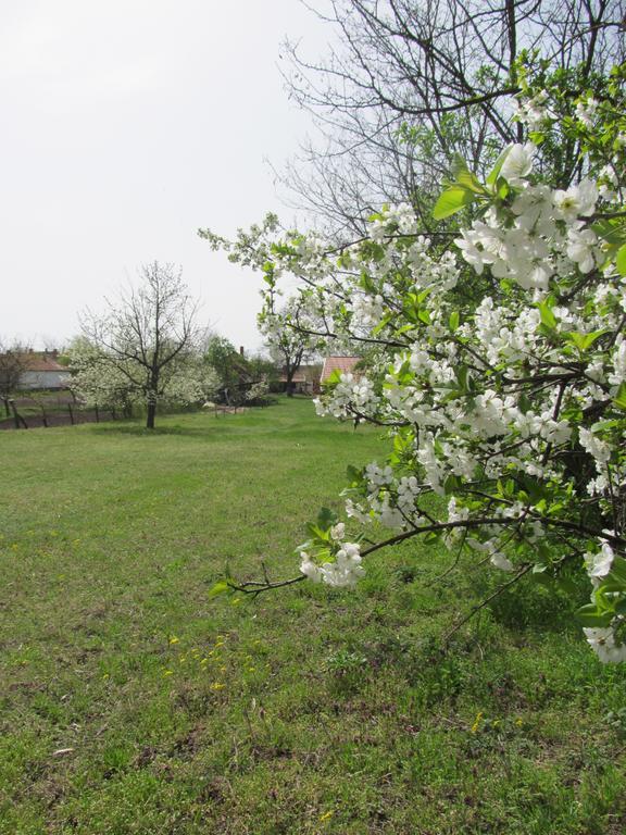 Rigofuetty Vendeghaz 호텔 Tiszaalpar 외부 사진